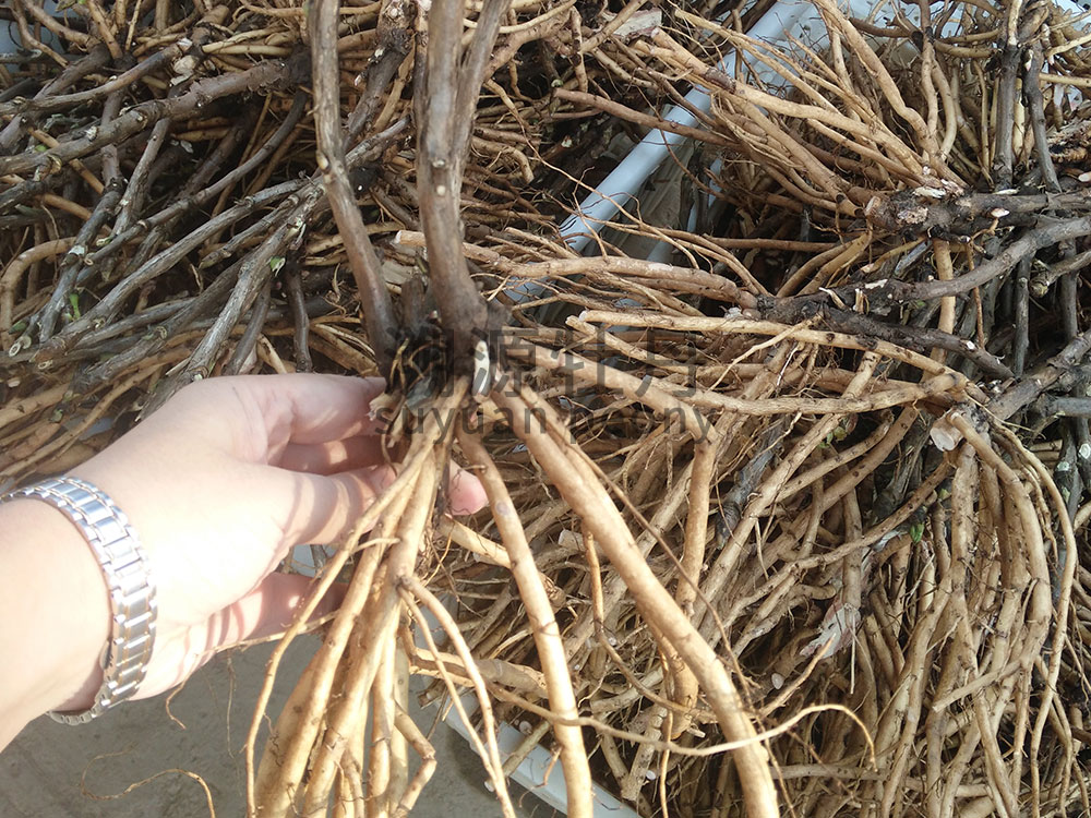 修剪-pruning