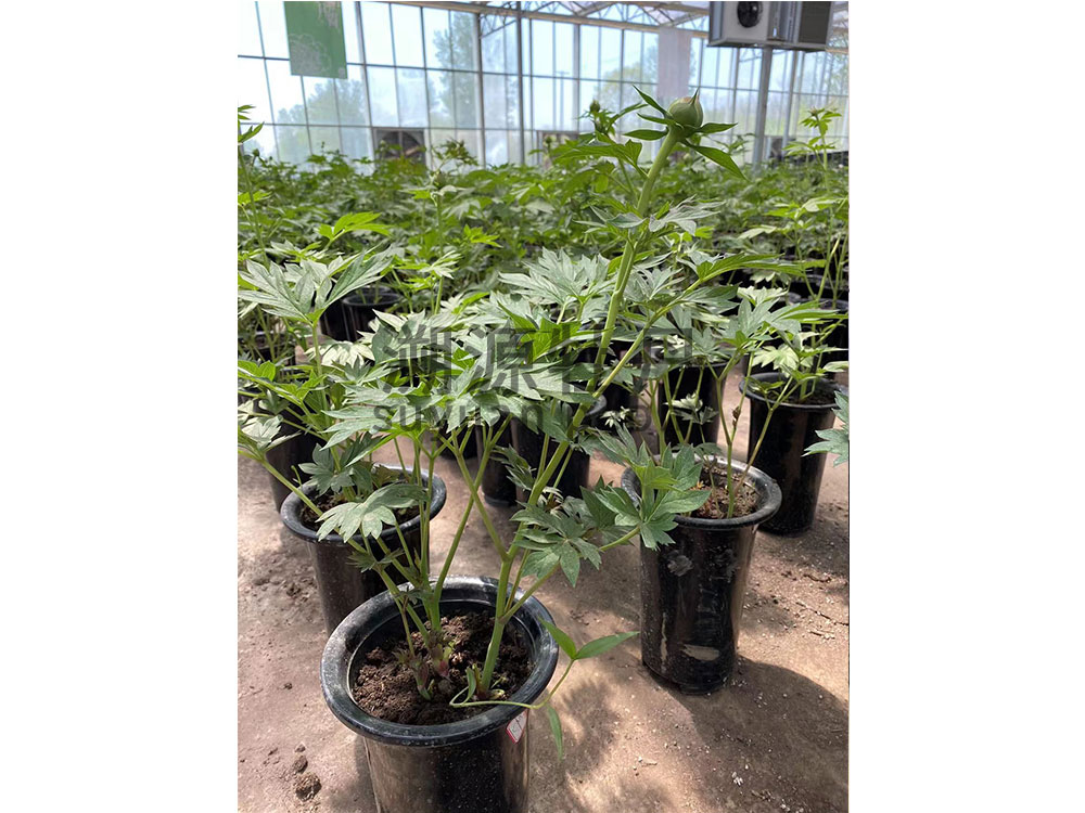 催花牡丹